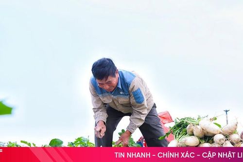 Người dân xã Đồng Tiến vào vụ thu hoạch củ cải trắng