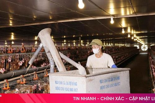 Tập trung chăm sóc đàn vật nuôi, đón cơ hội thị trường Tết