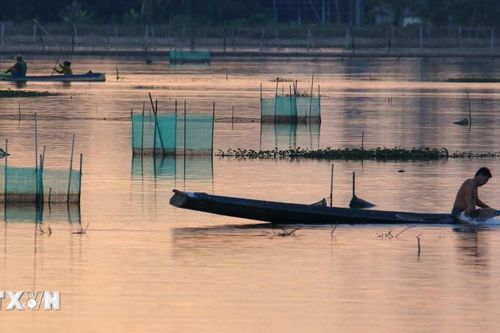 Cuối mùa cá ruộng ở Cần Thơ