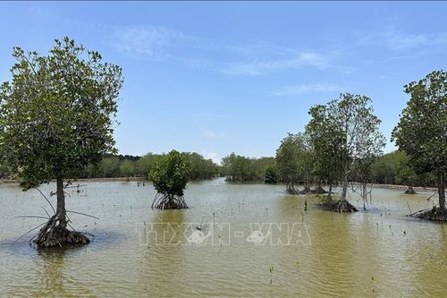 Kinh tế xanh từ 'lá chắn' rừng ven biển