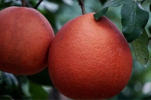 Từng là bưởi tiến vua, nay giống bưởi đỏ rực giúp nông dân 'đếm tiền' mỗi dịp Tết