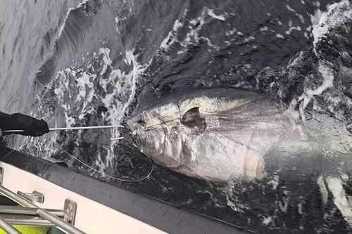 Cô gái câu được con cá ngừ khổng lồ nặng 344kg trên biển