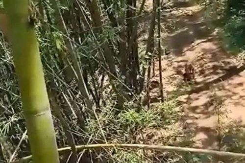 Chạm mặt hổ dữ giữa đường, đôi vợ chồng bỏ xe máy, leo bụi tre lánh nạn