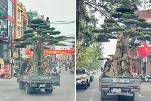 Vụ ngồi chênh vênh trên ngọn cây khi xe tải đang lưu thông: Tài xế bị phạt 39 triệu đồng