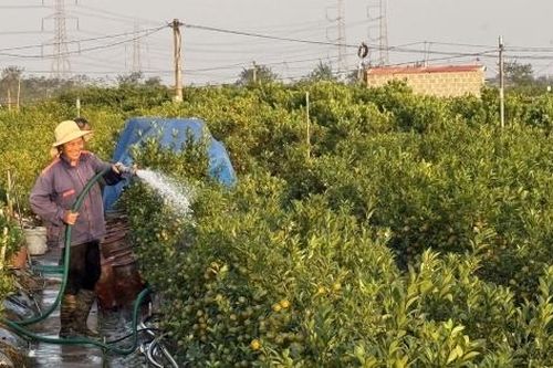 Vùng trồng quất cảnh Mễ Sở tất bật chuẩn bị nguồn cung cho dịp Tết