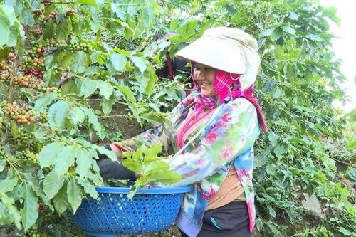 Mường Ảng: Làm giàu bền vững từ cây cà phê
