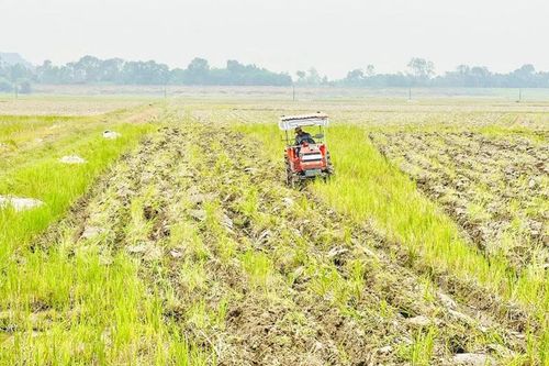 Chuẩn bị các điều kiện sản xuất vụ xuân