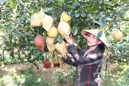 Thăm vườn bưởi 'tiến vua' hơn 7.000 quả chờ tết