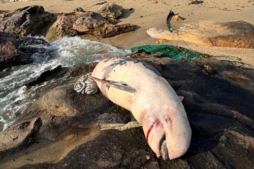 Phú Quốc: Cá heo trăm ký chết dạt vào bờ biển Bãi Thơm