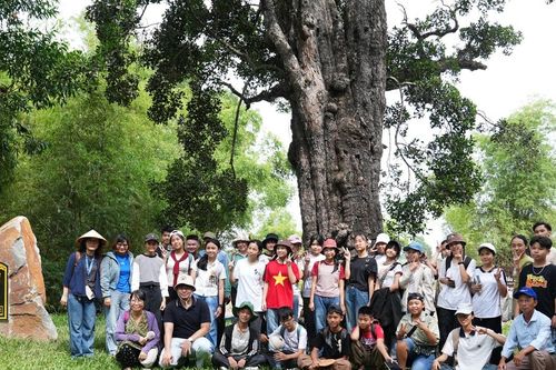 Phát huy giá trị 'Cây di sản'
