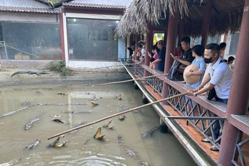 Miền Tây hút khách dịp Tết Dương lịch 2026: Trải nghiệm xanh và 'giao lưu' đàn cá sấu
