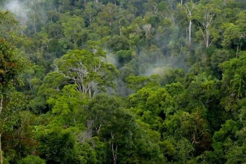 Gia Lai trước 'cơ hội triệu đô' từ thị trường carbon rừng
