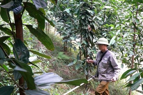Tạo sinh kế bền vững từ kinh tế rừng