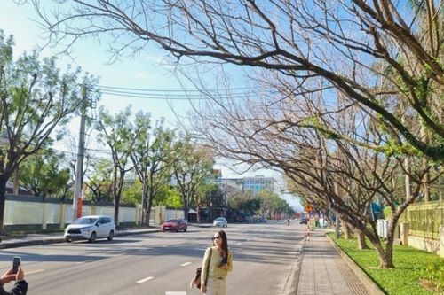 Đà Nẵng: Check-in hàng sưa mùa thay lá đẹp tựa phim điện ảnh tại phường Bàn Thạch