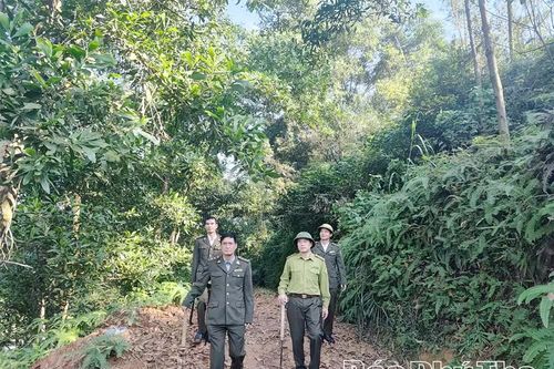 Những 'người lính' gác rừng