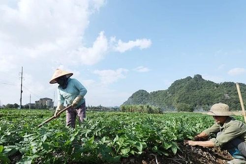 Xã Kim Bôi đẩy mạnh sản xuất vụ đông