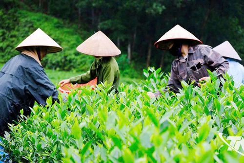 Chén trà và 'phương ngữ' của hương vị