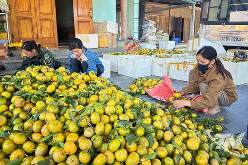 Mở hướng phát triển kinh tế ở vùng khó