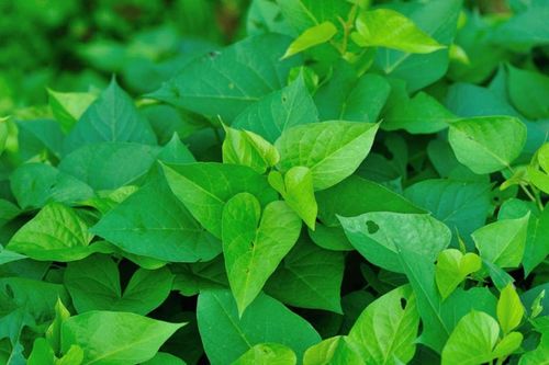 Hợp chất sinh học trong rau khoai lang phòng ngừa ung thư