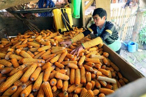 Xuân về với đồng bào dân tộc Mông ở Sơn La
