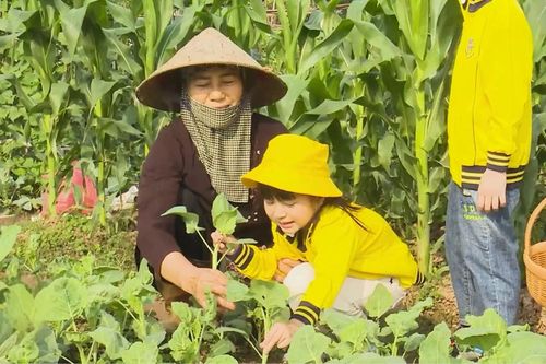 Học làm nông dân nhí trên cánh đồng làng quê