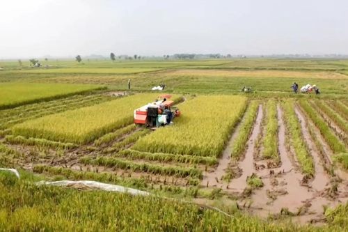 Thủ tục gia hạn miễn thuế đất nông nghiệp