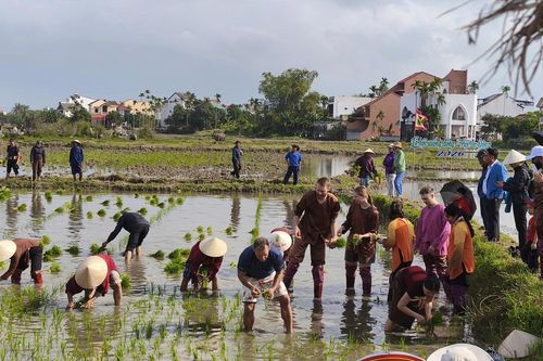 Khách Tây cấy lúa, nơm cá ở Hội An