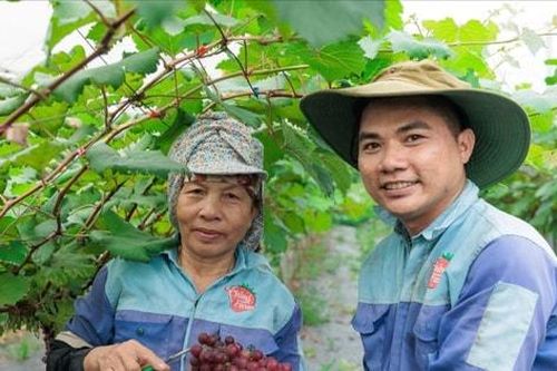 Nông nghiệp Hà Nội tăng trưởng 3,55%, xuất khẩu hơn 2 tỷ USD