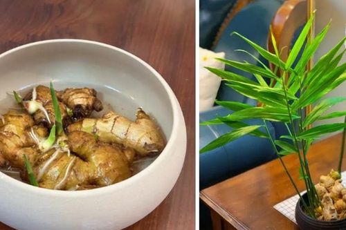Đã đến thời điểm tốt nhất để trồng gừng phong thủy đón Tết, mang lại sức khỏe, tài lộc cho cả năm