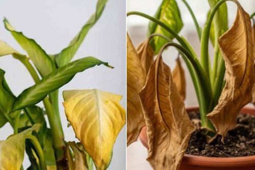 5 dấu hiệu cảnh báo phong thủy nhà đang suy yếu: Tiền bạc làm ra nhiều nhưng trôi tuột như nước qua kẽ tay