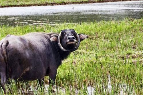 Ngỡ ngàng con trâu có cặp sừng cong tròn 'độc nhất vô nhị' ở Đà Nẵng