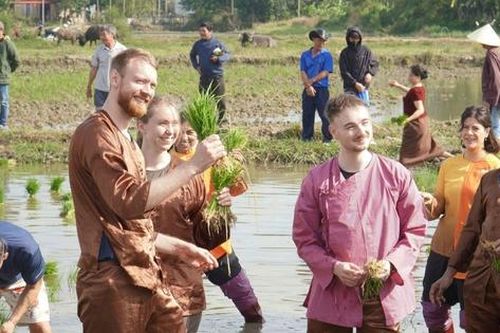 Du khách quốc tế thích thú trải nghiệm nhổ mạ, cấy lúa ở Hội An