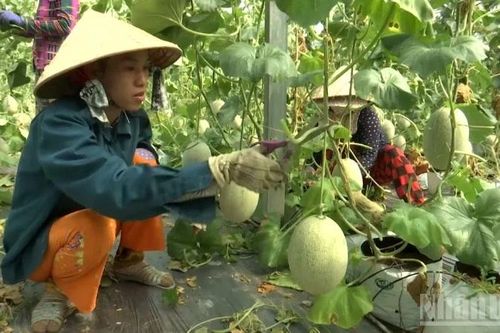 Cần Thơ tái cơ cấu nông nghiệp, nâng cao hiệu quả và giá trị gia tăng