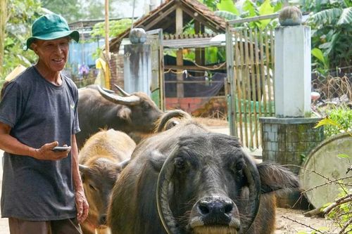 Con trâu độc lạ có cặp sừng hình chữ 'O' gây sốt Đà Nẵng