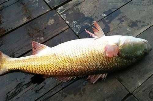 Loài cá tiền tỷ ở Việt Nam, nhà giàu 'săn lùng' khắp nơi