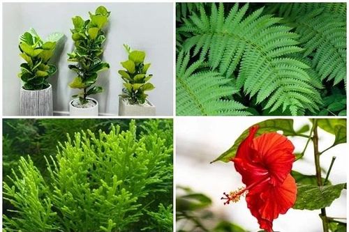 4 loại cây lọc không khí nhưng không nên trồng trong nhà