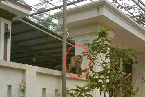 'Ngộ Không' đại náo khu dân cư ở Thanh Hóa, tấn công phụ nữ
