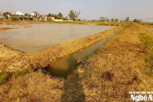 Thuốc bảo vệ thực vật bị lạm dụng, cỏ bờ ruộng chết khô