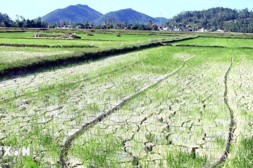 Hành động quốc gia chống sa mạc hóa: Giữ ổn định 3,5 triệu ha đất trồng lúa