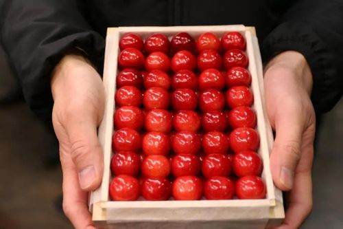 'Vua của các loài cherry Nhật Bản' gây sốt với giá kỷ lục
