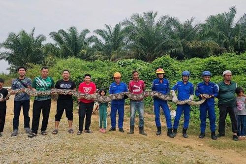 Bắt sống trăn khổng lồ dài 7 mét, nặng 80kg trong đồn điền