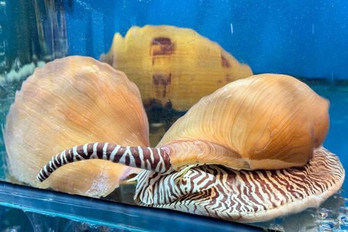 Cận cảnh loài ốc có giá 1 triệu/con, có con nặng lên tới 5kg