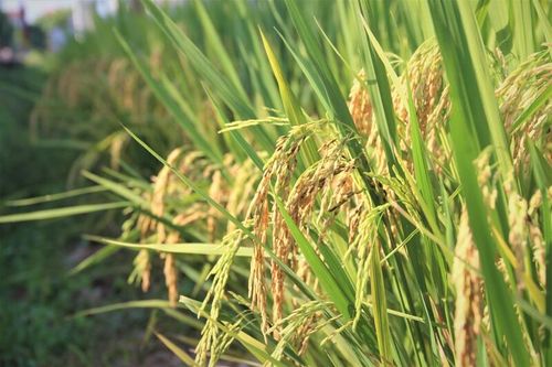 'Hộ chiếu xanh' mở đường nâng tầm hạt gạo Việt