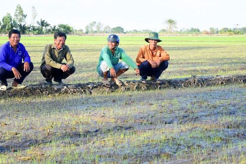 Nông dân mê lúa chất lượng cao