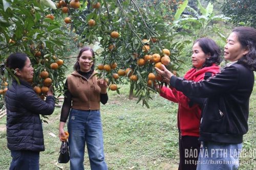 Thành công từ quýt kết hợp du lịch