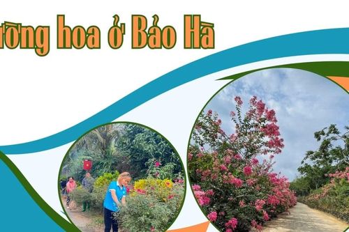 Đường hoa ở Bảo Hà