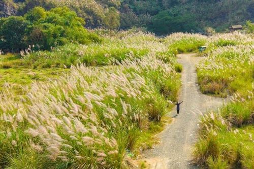 Ninh Bình: Khám phá vẻ đẹp huyền ảo của mùa lau sậy trắng tại danh thắng Tràng An