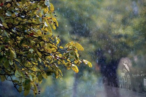 Tản văn: Mùa gọi về