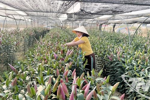 Định hướng sản xuất, nâng giá trị cây trồng