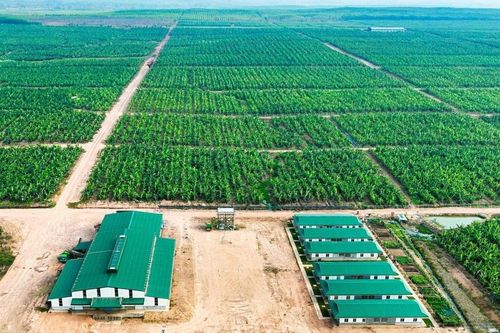 HAGL muốn bán nốt hơn 91 triệu cổ phiếu HNG
